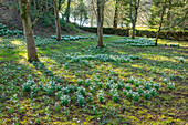 Schneeglöckchen (Galanthus) im Naturgarten in Gloucestershire, Februar