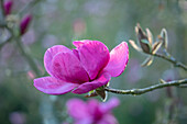 Magnolie (Magnolia) 'Felix Jury' in voller Blüte im Frühling