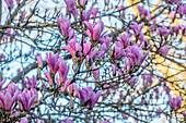 Magnolie (Magnolia) 'Heaven Sent' mit rosa Blüten im Frühling