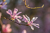 Rosa Blüten der Magnolie (Magnolia x loebneri) im Frühlingsgarten