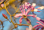 Magnolie (Magnolia x loebneri) 'Leonard Messel' in Blüte im Frühling