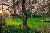 Blühende Magnolie (Magnolia x soulangeana) und Kirschpflaume (Prunus cerasifera) im Frühlingsgarten