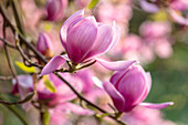 Magnolie (Magnolia x soulangeana) 'San Jose' in voller Blüte im Frühling