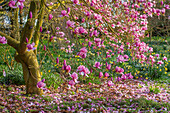 Blühender Magnolienbaum (Magnolia x soulangeana) im Frühlingsgarten