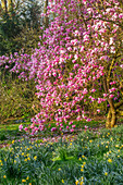 Magnolie (Magnolia x soulangeana 'San Jose') im Frühling, umringt von Narzissen im Garten