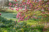 Magnolie (Magnolia) 'Iolanthe' in voller Blüte im Frühlingsgarten