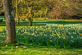 Narzissen (Narcissus) entlang einer Allee im Frühlingsgarten