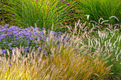 Bunte Sommerpflanzenrabatte mit Gräsern und Astern (Aster frikartii 'Mönch')
