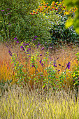 Bunte Pflanzen im Garten: Purpur-Salbei und Ziergräser im Spätsommer