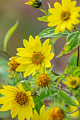 Gelbe Blüten der Stauden-Sonnenblume (Helianthus) "Lemon Queen" im Herbstgarten