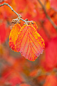 Blätter der Hybrid-Zaubernuss (Hamamelis x intermedia 'Rubin') im Herbst
