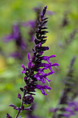 Salbei (Salvia 'Amistad') mit tiefvioletten Blüten im Herbst