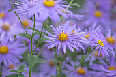 Aster (Aster x frikartii 'Mönch') im herbstlichen Garten
