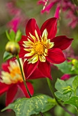 Collarette-Dahlien (Dahlia) 'Chimborazo' mit roten und gelben Blüten im Herbstgarten