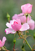 Rosen 'Bonica' mit zartrosa Blüten im Herbst