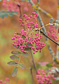 Eberesche (Sorbus hupehensis 'Pink Pagoda') mit pinkfarbenen Beeren