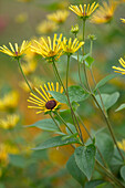 Gelbe Blüten der Rudbeckie (Rudbeckia subtomentosa) 'Henry Eilers'