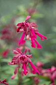 Salbei (Salvia) 'Wendy's Wish' mit pinkfarbenen Blüten im Sommergarten