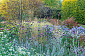 Bunte Sommerblumen im Garten mit Silberstrauch und Eisenkraut
