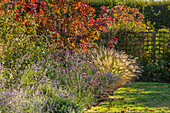 Herbstlicher Garten mit Perückensträuchern (Cotinus), Eisenkraut (Verbena bonariensis) und Ziergräsern
