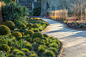Geschwungener Weg durch winterlichen Garten mit Buchsbaumkugeln und Ziergräsern