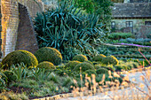 Buchsbaumkugeln und Palmlilien (Yucca filamentosa) entlang des Gartenpfads im Winter