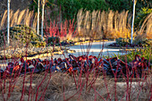 Wintergarten mit Bergenien und Hartriegel (Cornus 'Midwinter Fire') im Januar