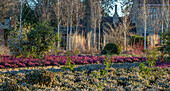Winterlicher Garten in Wakehurst mit Heidekraut und Birken