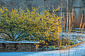 Wintergarten in Sussex mit blühender Zaubernuss (Hamamelis × intermedia 'Pallida')