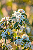Weiße Blüten des Seidelbasts (Daphne bholua) im Wintergarten