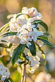 Weiße Blüten des Seidelbasts (Daphne bholua) im Wintergarten
