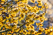 Zaubernuss (Hamamelis x intermedia) mit gelben Blüten im Wintergarten