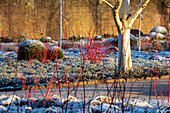Winterlicher Garten mit Birkenstamm, Hartriegel (Cornus 'Midwinter Fire') und Buchsbaumkugeln