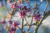 Seidelbast (Daphne bholua var. glacialis) im Wintergarten, rosa Blüten