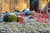 Schneebedeckter Wintergarten mit roten Hartriegel-Zweigen (Cornus) und Buchsbaumkugeln