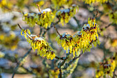 Zaubernuss (Hamamelis × intermedia 'Pallida') mit gelben Blüten im Wintergarten