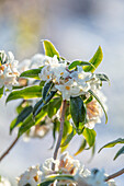 Weiße Blüten des Seidelbasts (Daphne bholua)