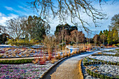 Verschneiter Gartenweg mit Hartriegel (Cornus) und Alpenveilchen (Cyclamen) im Wintergarten, Sussex