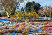 Wintergarten in Wakehurst mit Schnee, Birken und gelbem Hamamelis