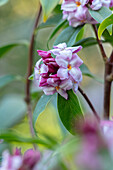 Rosa-weiße Blüten des Seidelbasts (Daphne bholua 'Jacqueline Postill') im Detail