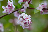 Rosa-weiße Blüten des Seidelbasts (Daphne bholua 'Jacqueline Postill') im Detail