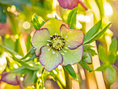 Christrose (Helleborus) in zartem Gelb und rosa Rand im Garten