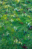 Schneeglöckchen (Galanthus) im winterlichen Garten auf einer Wiese