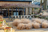 Winterlicher Garten mit gefrorenem Chinaschilf (Miscanthus sinensis) an einer versunkenen Terrasse, umgeben von Platanenbäumen