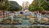 Frostiger Garten mit Duftblüten (Osmanthus)