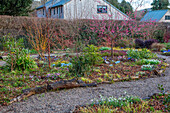 Winterlicher Garten mit blühender Japanischen Aprikose (Prunus mume 'Beni-chidori') und Iris 'Katharine Hodgkin'