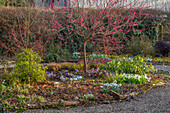 Japanische Aprikose (Prunus mume 'Beni-chidori') im winterlichen Gartenbeet mit Iris 'Katharine Hodgkin'