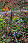 Wintergartenbeet mit Salweide, Iris 'Katharine Hodgkin' und Alpenveilchen