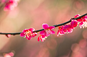 Rosa Blüten der Japanischen Aprikose (Prunus mume 'Beni-chidori')