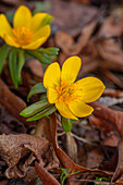 Gelbe Winterlinge (Eranthis hyemalis) im frühen Frühling